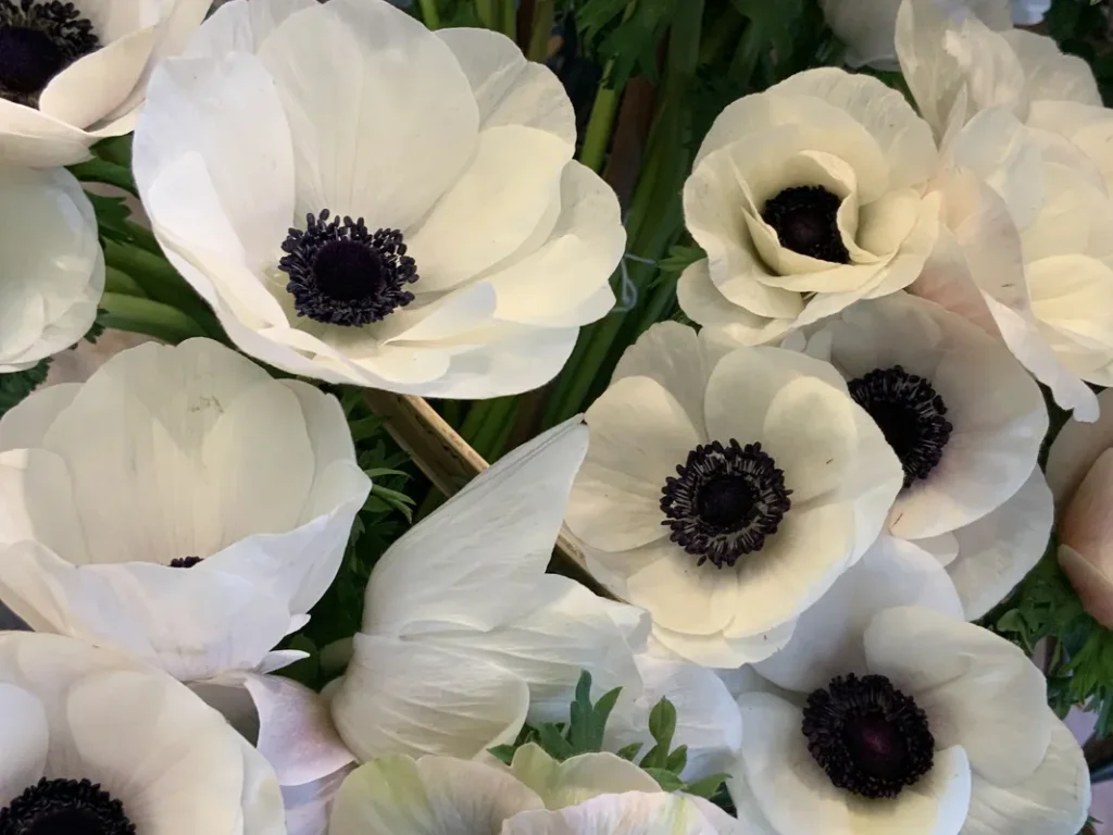 Anemone flowers with black centers.